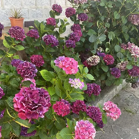 מלון La Terrasse זונזה